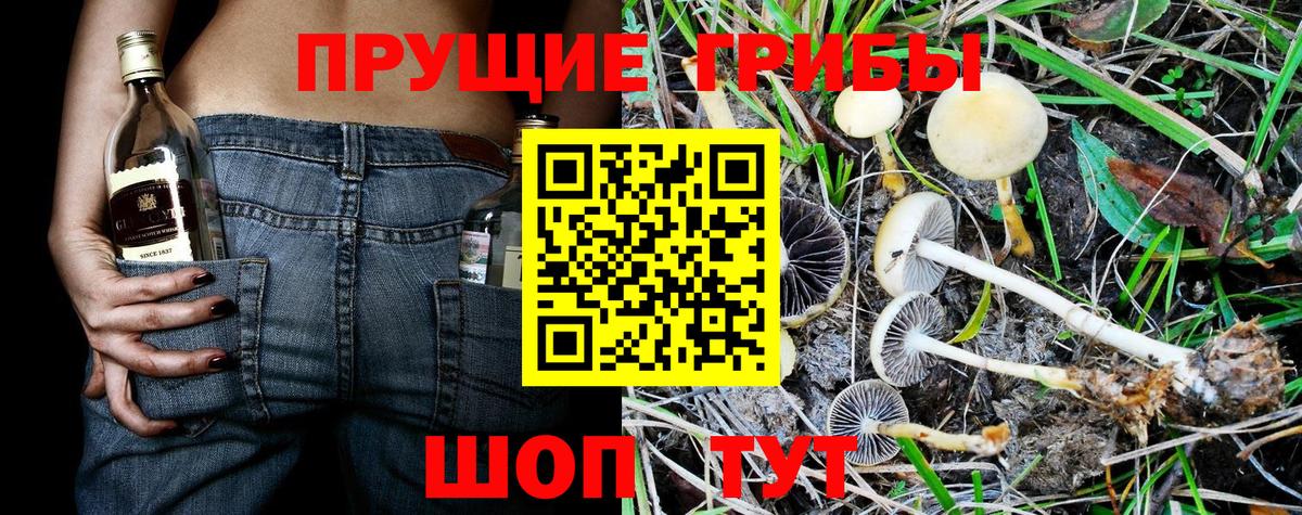 Галлюциногенные грибы Magic Shrooms  Псилоцибиновые грибы GOLDEN TEACHER  Кстово  Вход с VPN 